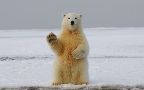 Bearish Opening for NIFTY! - Pre-Market Analysis Report