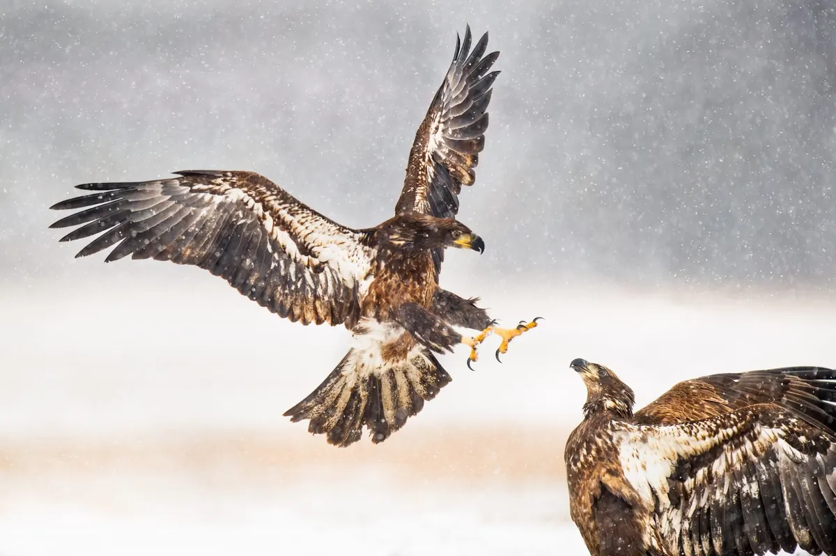 Can Aggressive Bears Sustain the Gap-Up? - Pre-Market Analysis Report