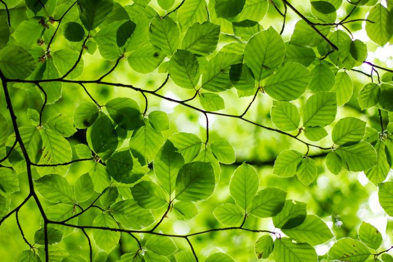 GIFT NIFTY in Green Following Global Markets. Can NIFTY Sustain? - Pre-Market Analysis Report