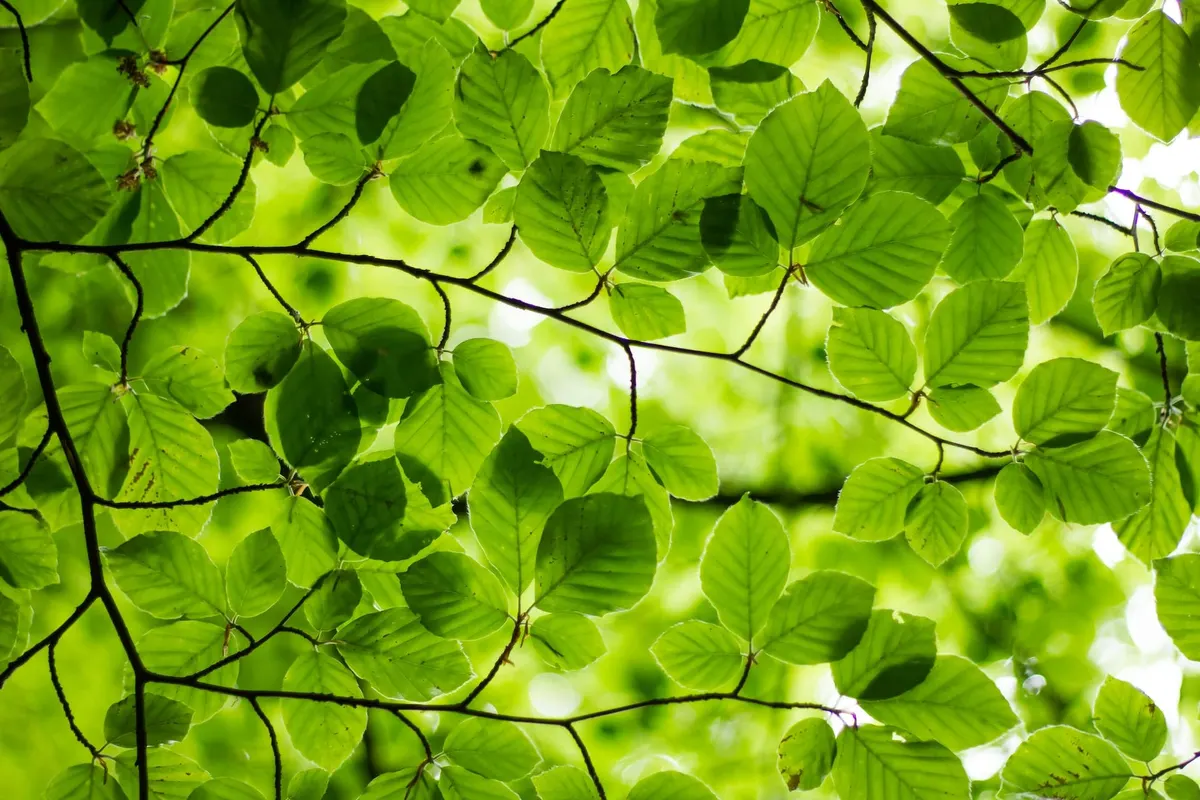Green Candles in the Global Markets - Pre Market Analysis