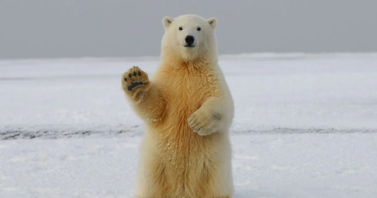 Inflation Data in Focus. Will Bears Attack? - Pre-Market Analysis Report