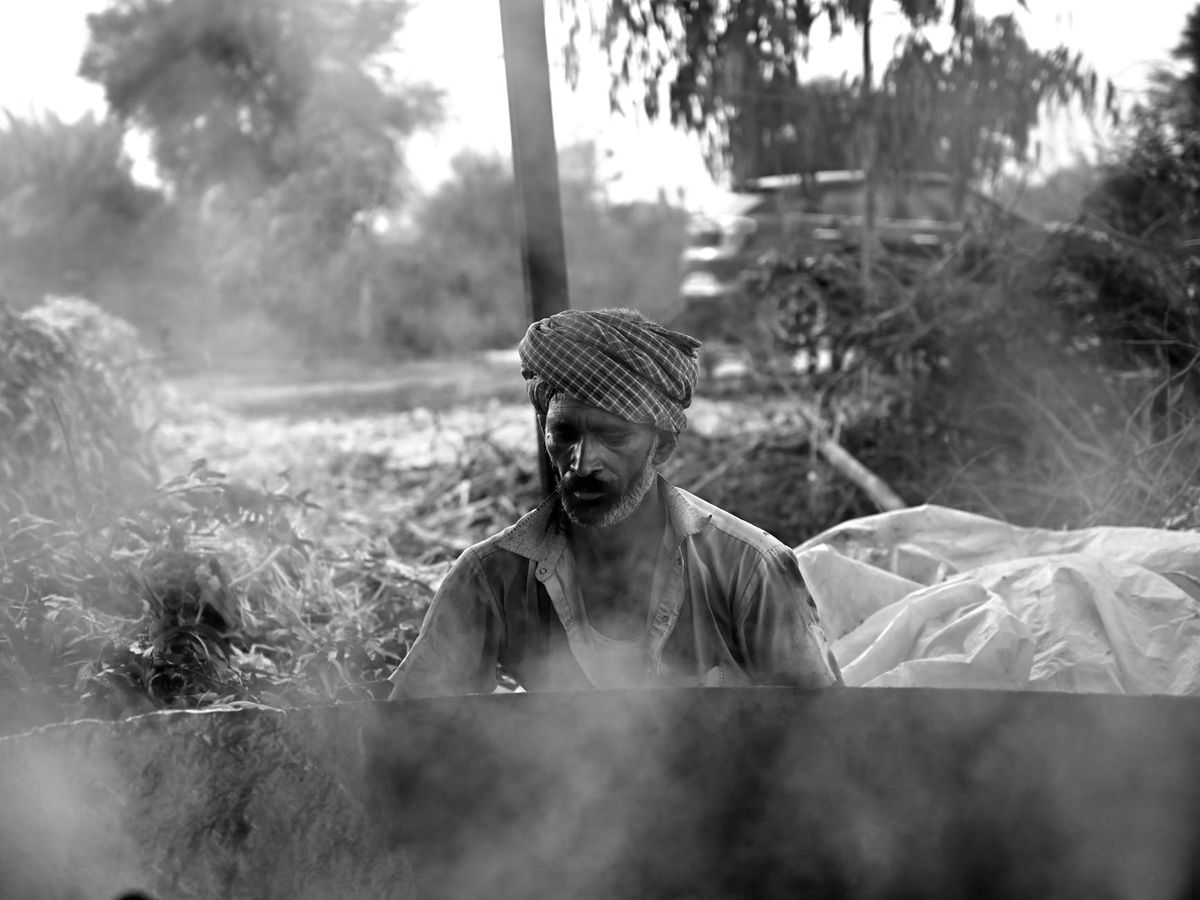Sugar Stocks Rally Explained