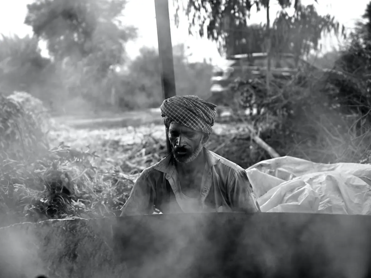 Sugar Stocks Rally Explained